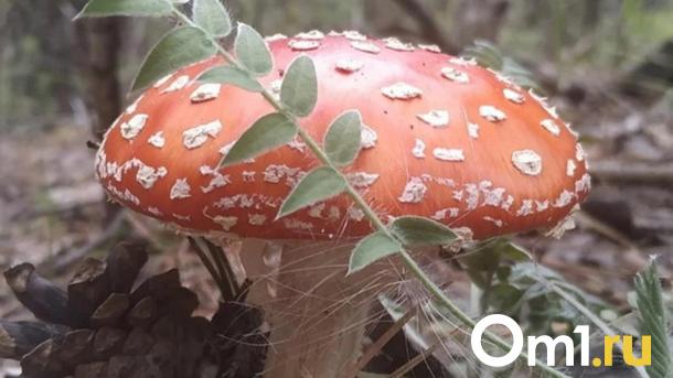 Омичей предупредили об опасности употребления «целебных» мухоморов