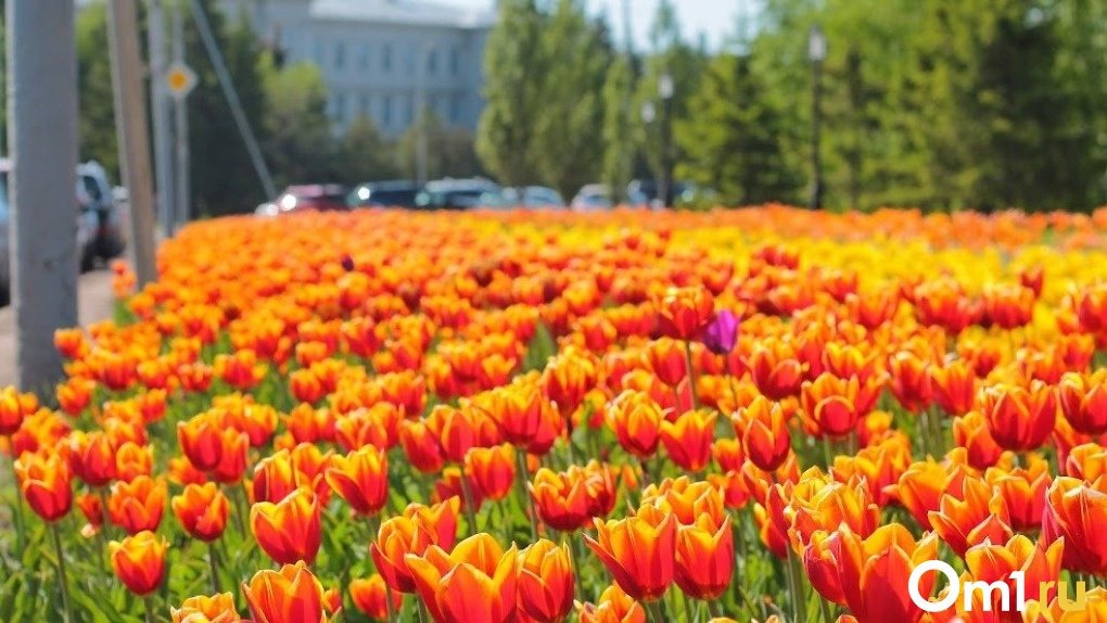 Перед праздником из Омска незаконно хотели вывезти тысячи тюльпанов