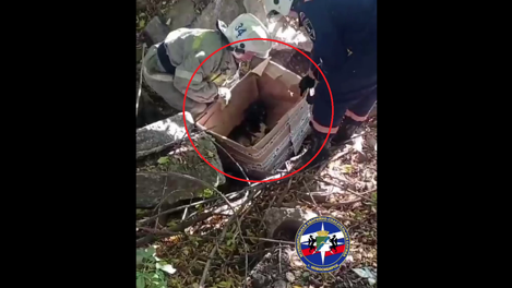 Плакал от боли: щенка с переломанными лапками спасли в Новосибирске. ВИДЕО