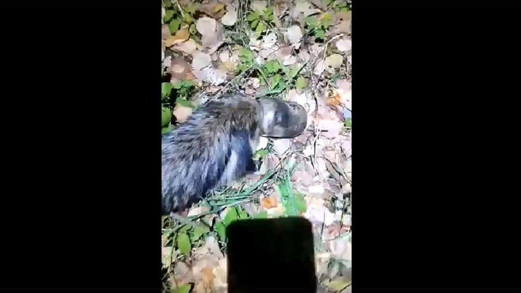 Житель Омской области спас дикого зверя с банкой на голове