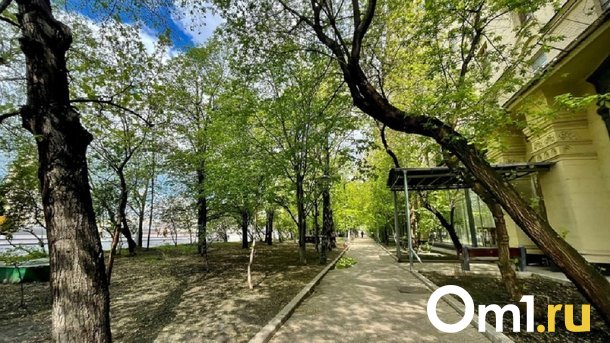 В Омске определили поставщика, который предоставит саженцы за 2,5 миллиона рублей