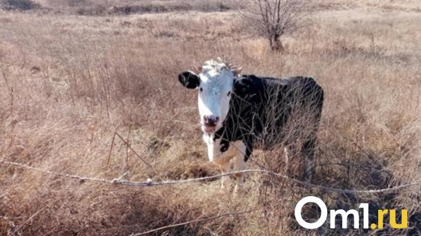 Оттаявший скотомогильник отравляет жизнь в Новосибирской области