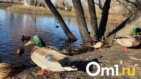 Омичей просят не кормить уток во время их миграции