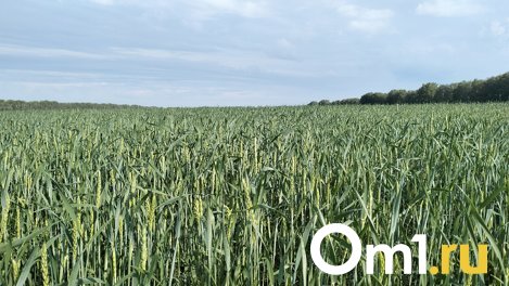 Цена на пшеницу в Новосибирской области оказалась выше прошлого года