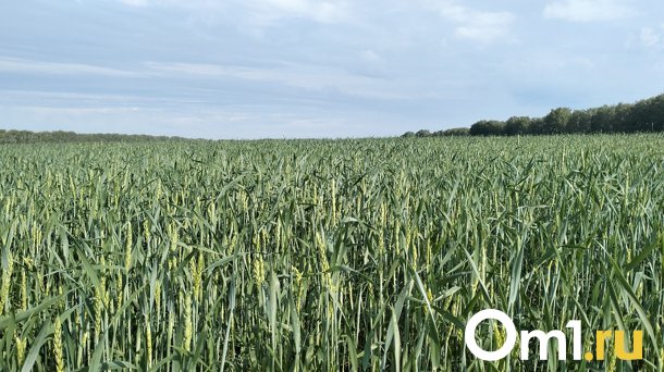 Цена на пшеницу в Новосибирской области оказалась выше прошлого года