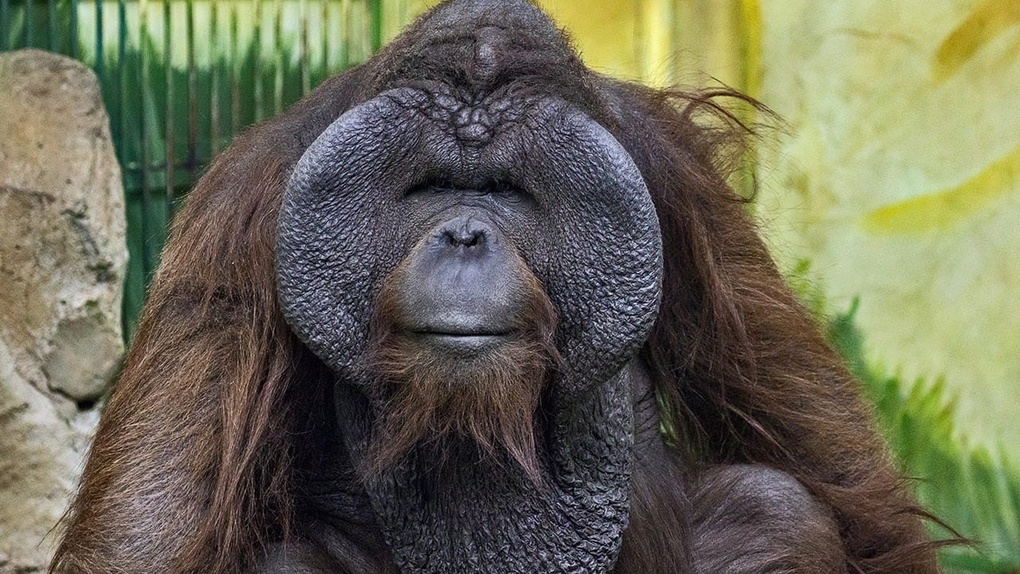 Новосибирский зоопарк снял шуточное видео о секрете успеха орангутана Бату