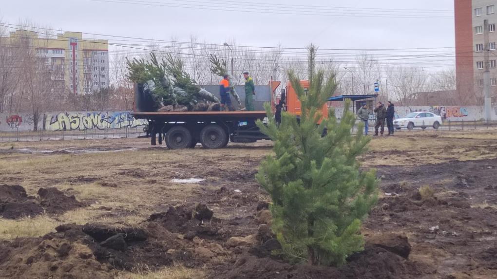 В Омске продолжают высаживать липы, ели и тополя