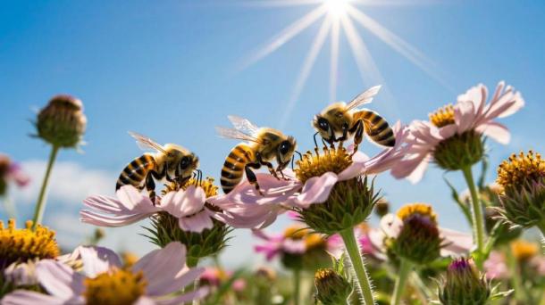 Тысячи пчёл погибли под Новосибирском: кто виноват?