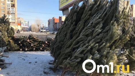 Омичам рассказали, сколько в этом году будут стоить новогодние ёлки