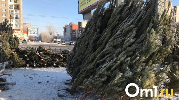 Омичам рассказали, сколько в этом году будут стоить новогодние ёлки