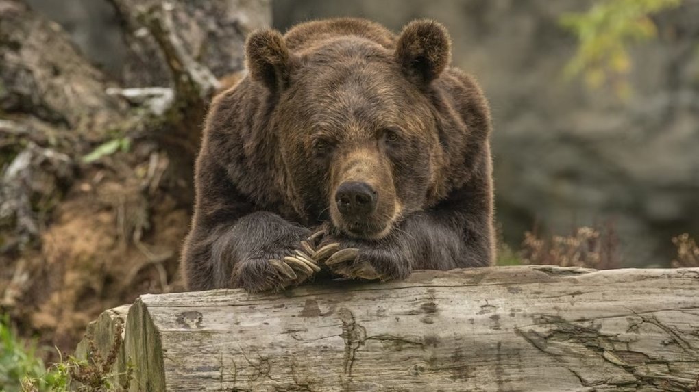Школьники и МегаФон будут наблюдать за медведями с помощью системы видеомониторинга
