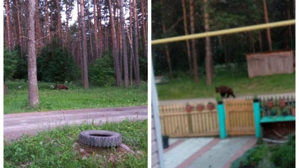 «Для животных места нет!» Медведь вышел к частным домам в Новосибирской области. ВИДЕО