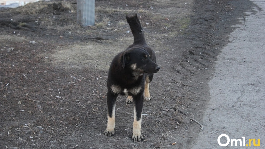 В Омске стая собак, выпущенных из САХ, напала на ребёнка