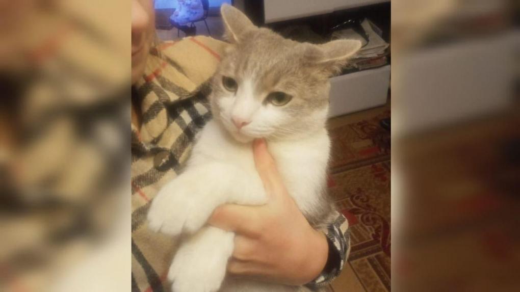 Узнали, что стало со спасённым из-под завалов котом Митей спустя год после трагедии на Линейной