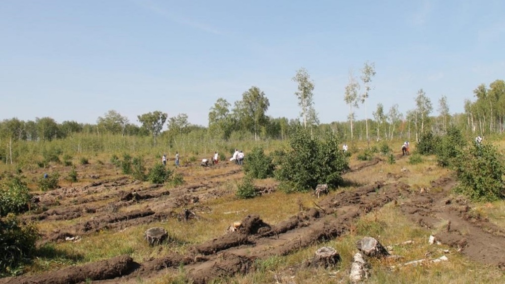 В Омском районе были высажены новые деревья