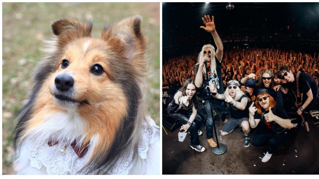 Сходить на рок-концерт или пообщаться с собаками: чем заняться в Новосибирске на выходных 8 и 9 июня