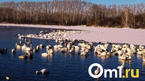 Омичам объяснили, почему утки не улетают на юг