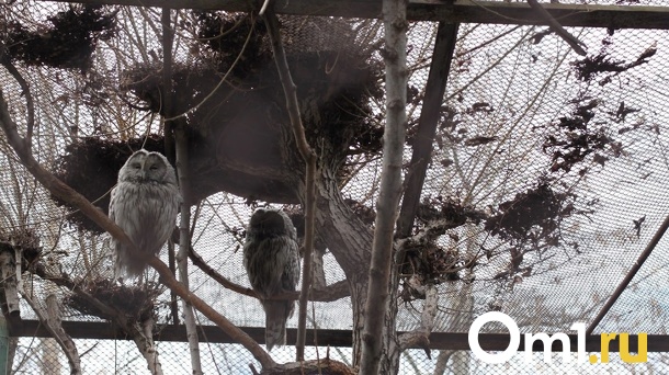 Омичи общими усилиями спасли раненого совёнка, уже второго за год