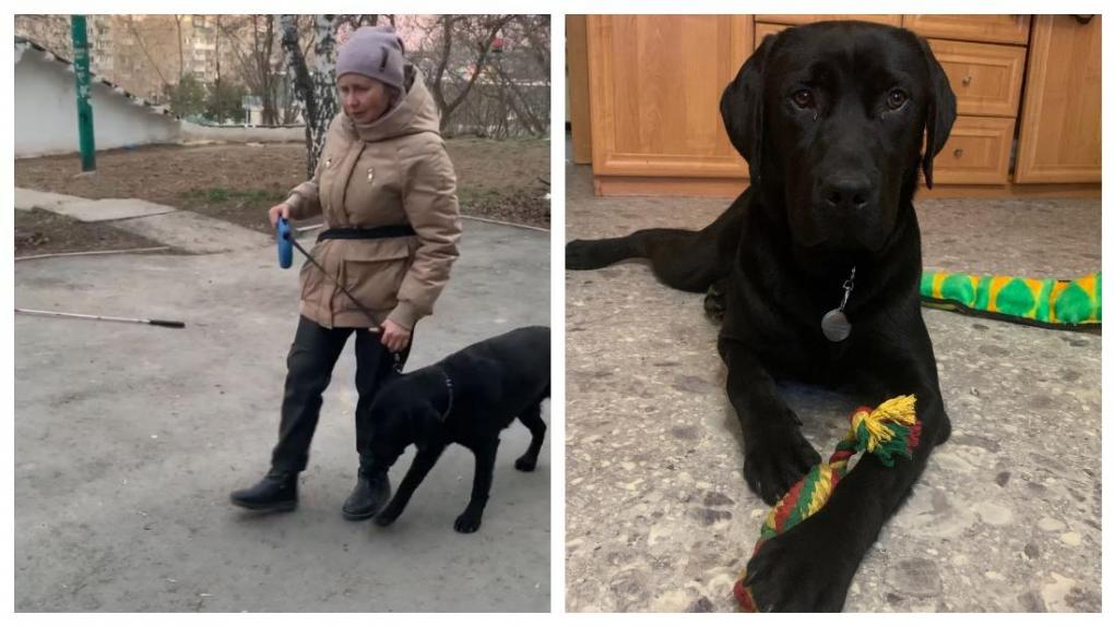 «В семье пополнение»: в Новосибирске хозяйка убитого током пса-поводыря получила новую собаку