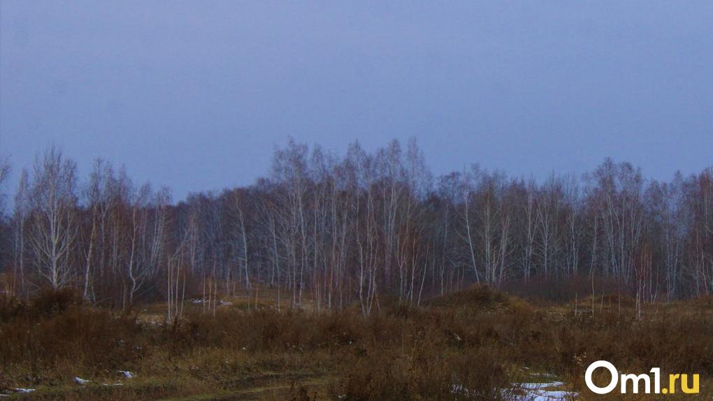 Под Омском глава поселения срубил лес на 3 миллиона рублей