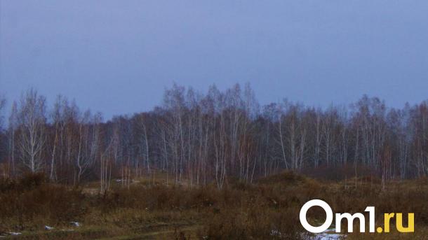 Под Омском глава поселения срубил лес на 3 миллиона рублей