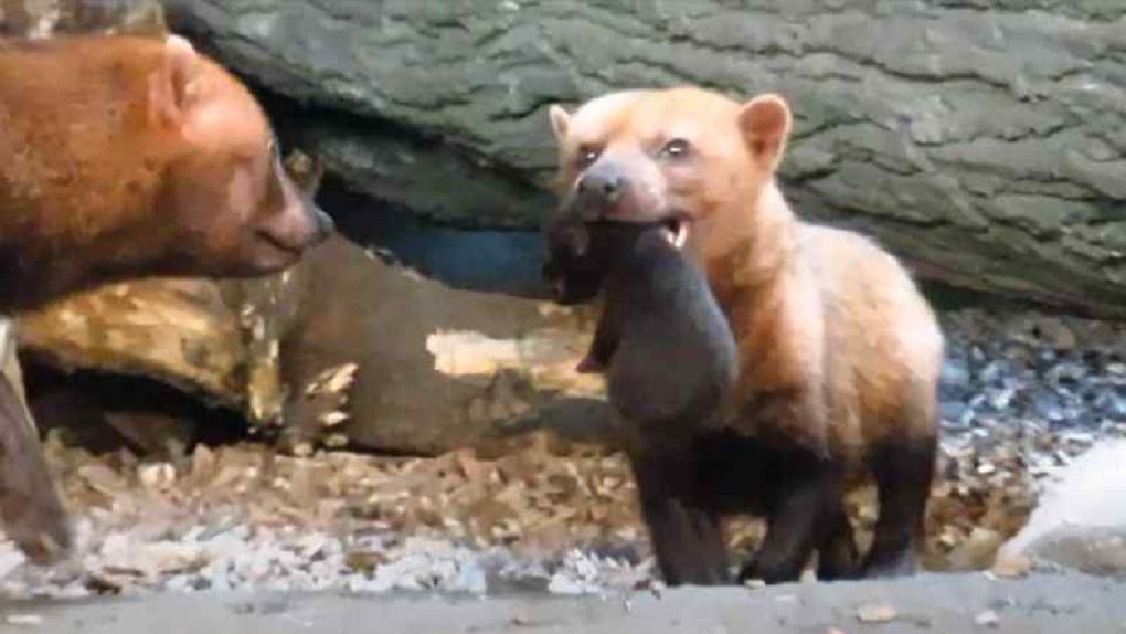 Трогательное видео: у кустарниковой собаки Долли родились щенки в Новосибирском зоопарке
