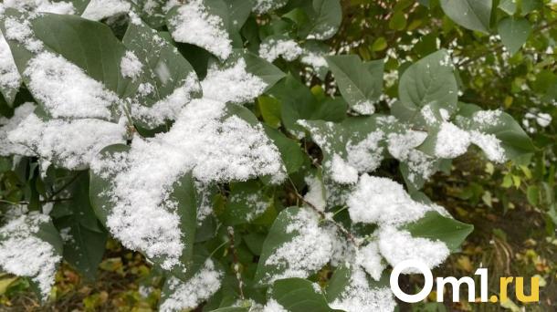 Перед наступлением лета Омскую область накроет снегопад