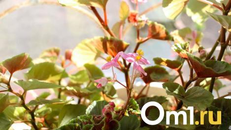 Выяснилась неожиданная правда про пугающее насекомое, которое омич нашёл на даче