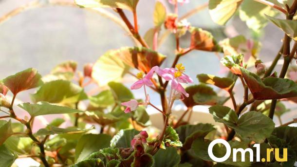 Выяснилась неожиданная правда про пугающее насекомое, которое омич нашёл на даче