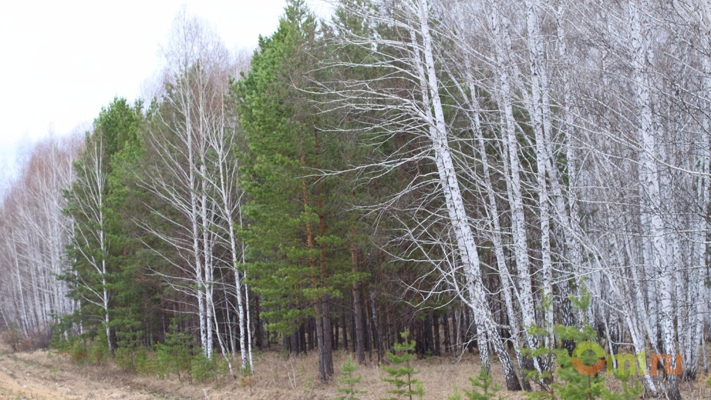 Деревья омской области фото и названия