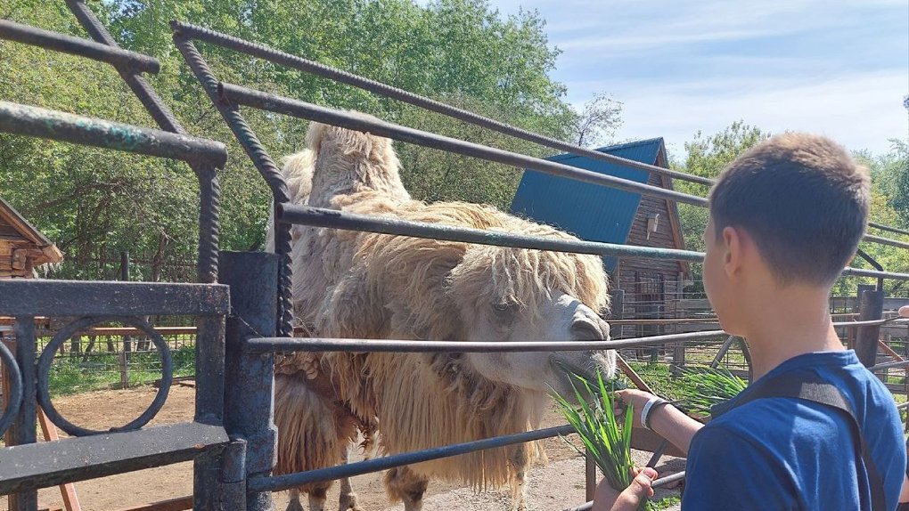 Верблюды из Большереченского зоопарка получили необычные имена