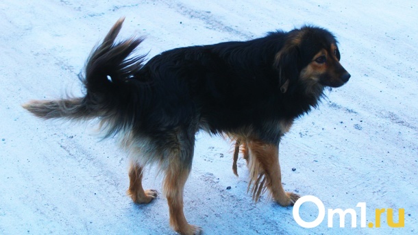 Огромная стая собак ночью окружают омскую школу