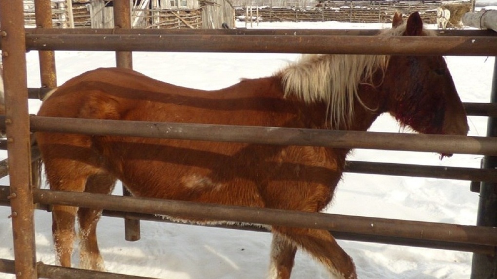 Продажа лошадей омск области. Омская область лошади. Рынок лошадей в Москве. Кражи лошадей в Московской области.