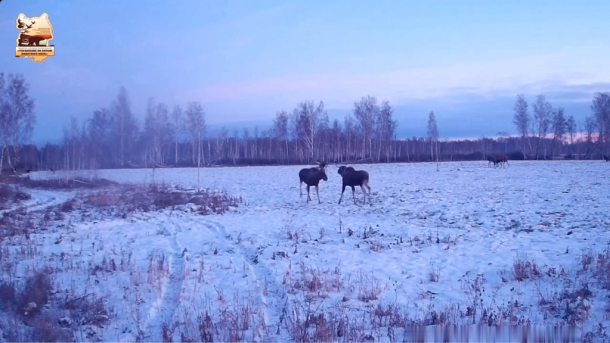В Омской области обнаружили «танцующих» лосей