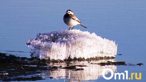 Западный циклон принесёт в Омскую область тёплую погоду