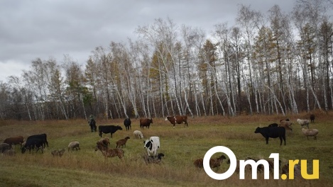 В пяти районах Омской области ввели годовой карантин из-за смертельно опасного вируса