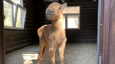 Новосибирский зоопарк забрал на содержание лосенка Шатуна — малыш прибился к стаду коров