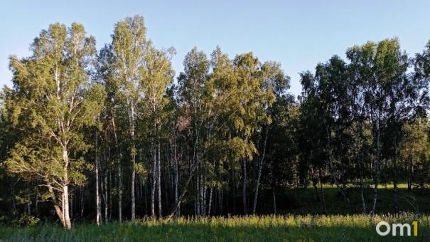 Омичи устроили пожар в одном из самых грибных мест области