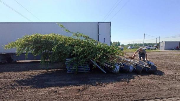 Новосибирск зазеленеет: 150 уникальных берёз уже в городе — что изменится?