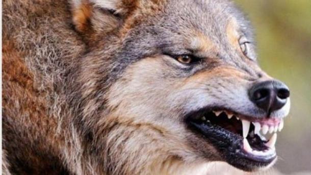 В Омской области выявили сразу два очага бешенства