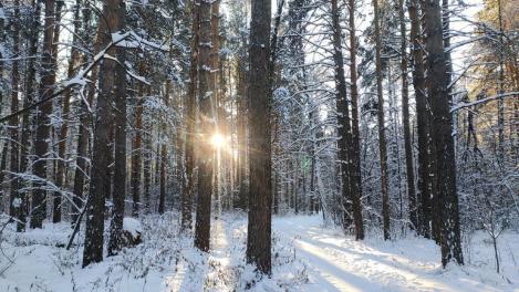 16 января порадует новосибирских метеопатов спокойным прогнозом