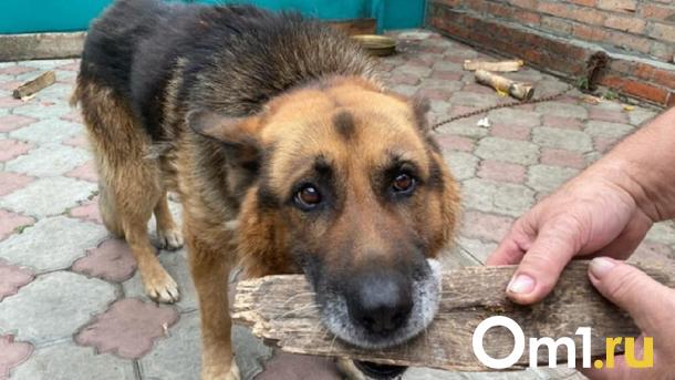 В Омской области ребёнка покусала бездомная агрессивная собака