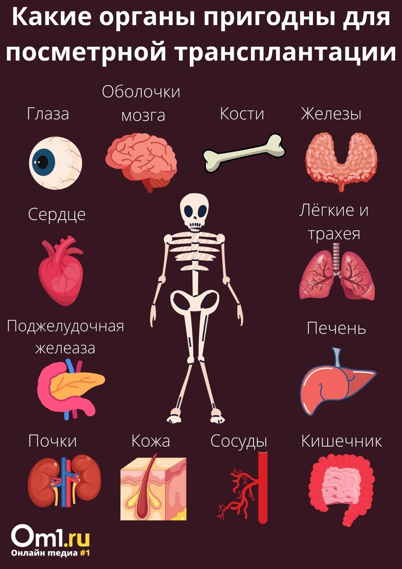 Зачем добру пропадать?» Как омичу завещать своё тело науке - Новости Омска  - om1.ru