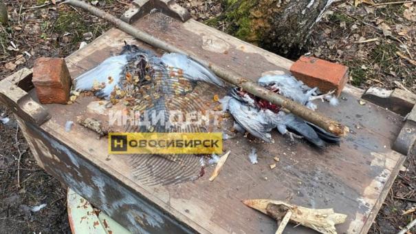 Окровавленный кол и растерзанные птицы: Новосибирск в ужасе от ритуальных обрядов