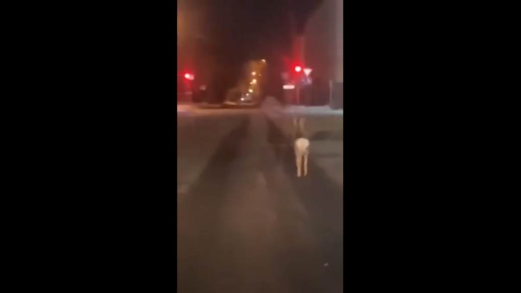 На видео попала косуля, которая ночью забрела в центр Омска