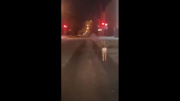 На видео попала косуля, которая ночью забрела в центр Омска