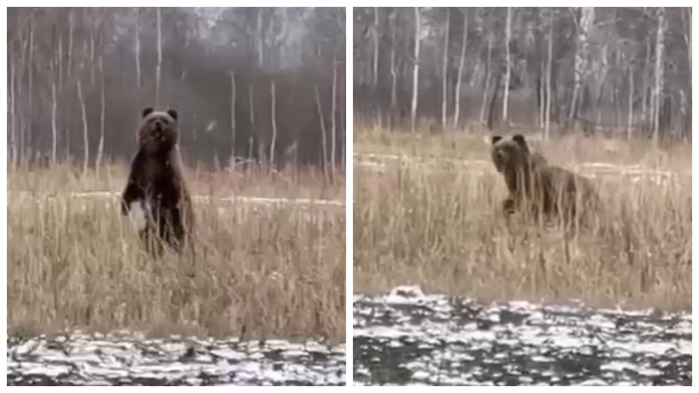 Бурый медведь вышел из спячки в Новосибирской области. ВИДЕО