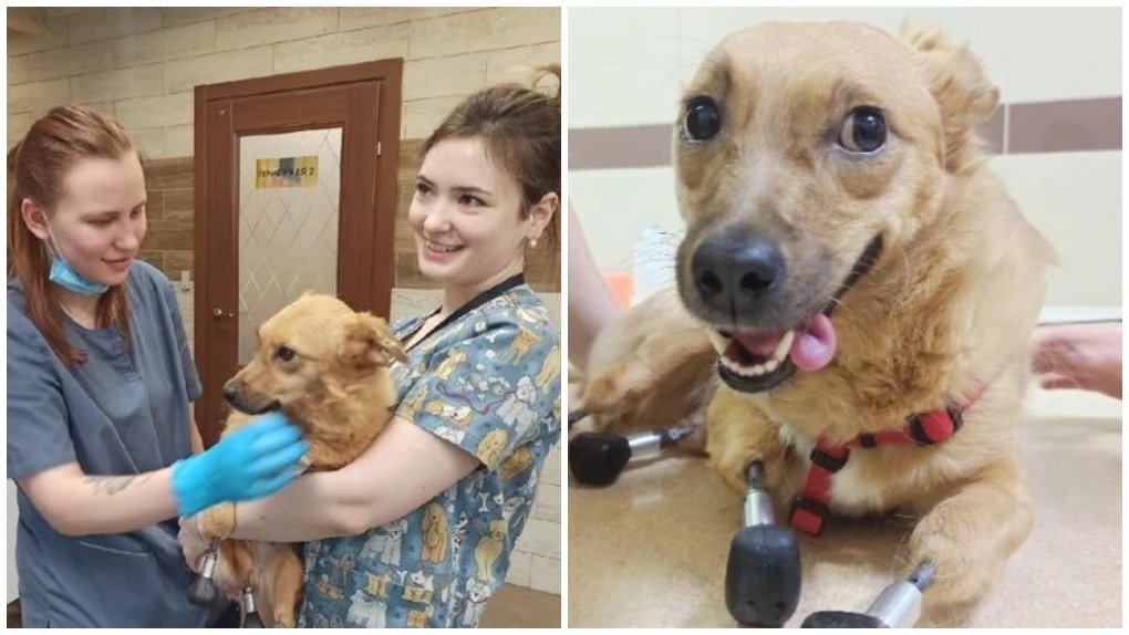 Чудом спасли: первая в мире собака на четырёх протезах улетает в Лондон после операции в Новосибирске