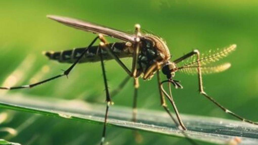 Аномальное нашествие комаров и мошек: почему Новосибирск столкнулся с такой проблемой?