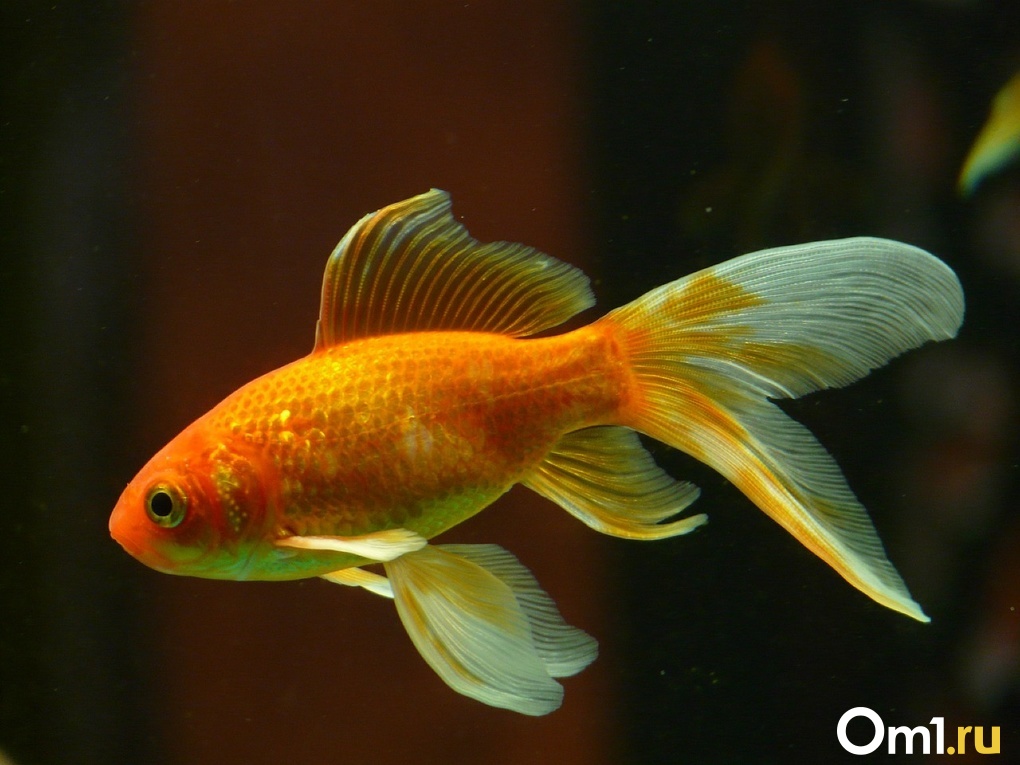Израильские учёные научили золотых рыбок водить аквариум